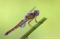 Crocothemis erythraea